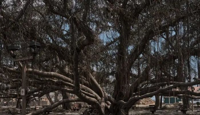 Lahaina’s Banyan Tree: A Symbol of Hope Amidst Hawai’i’s Wildfires