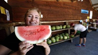 Watermelon highway stall tempts customers from near and far