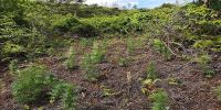 108 Cannabis plants seized from bush allotment in ‘Eua