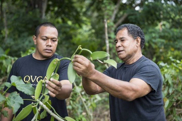 Farmers inspect vanilla vines in Tonga, a South Pacific island nation that has become a trial ground for a lending reform driven by the Asian Development Bank. The new  rules allow small businesses to use their crops as loan  collateral. Photo: Photos by Queen Fine Foods