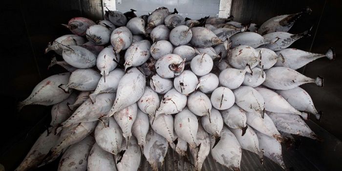 Pacific group says US abusing tuna agreement