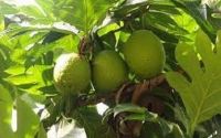 Potential Market For Pacific Breadfruit