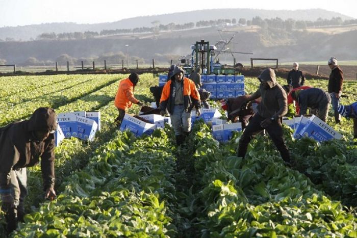 Pacific Seasonal Workers picking lettuce in Victoria