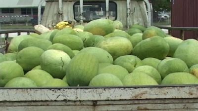 Ministry of Agriculture blames watermelon shipment cancellation on the exporters
