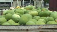 Ministry of Agriculture blames watermelon shipment cancellation on the exporters