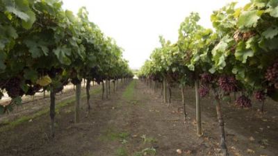 Western Australia Government has given the green Tongan workers