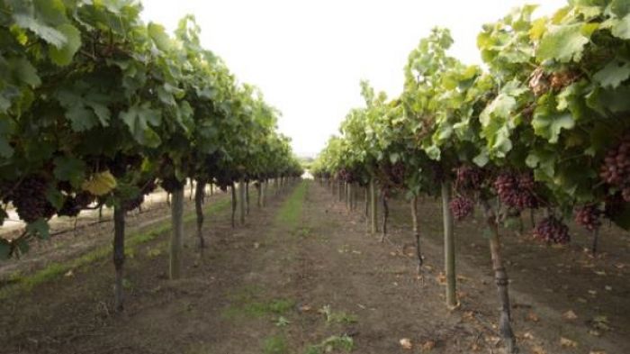 Western Australia Government has given the green Tongan workers