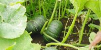 Tonga ships squash to China for the first time