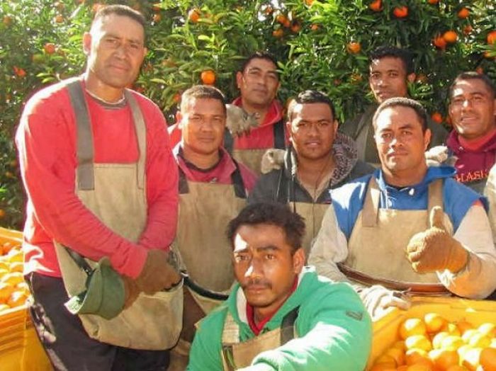 Tongan men harvesting Ironbark Citrus&#039; mandarins as part of the Pacific Island Seasonal Workers Scheme