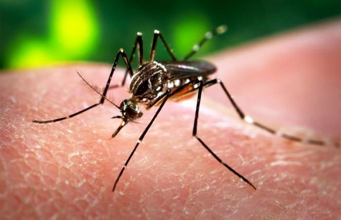 Zika virus: NZ Ministry of Health extends advice after case reported in Tonga