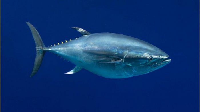 Pacific bluefin Tuna