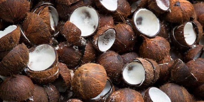 Coconut industry empowers Tongan farmers