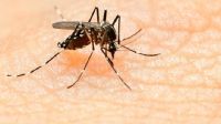 Tonga declares Zika epidemic