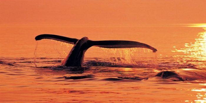 Tonga signs Pacific Islands Year of the Whale Declaration 2016/17